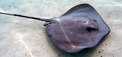 Tail Risk Strategies