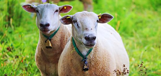 Weekly Roundup 211004