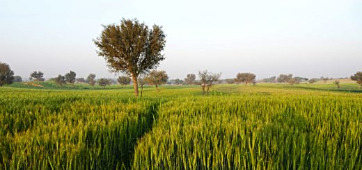 Stock Screeners October 2021