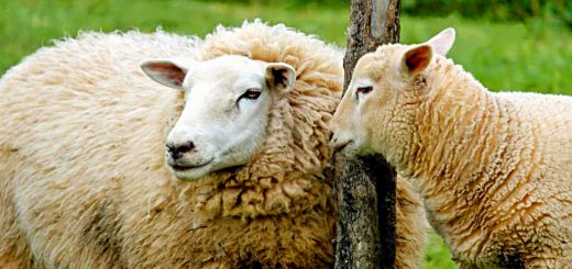 Weekly Roundup 211101