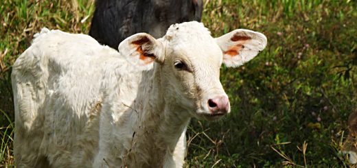 Weekly Roundup 211108