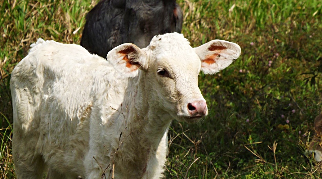 Weekly Roundup 211108