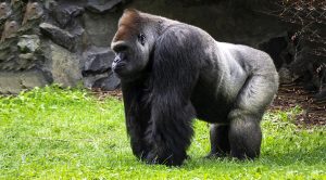 Risk Parity Gorilla (The Risk Parity Gorilla)
