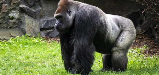 Risk Parity Gorilla