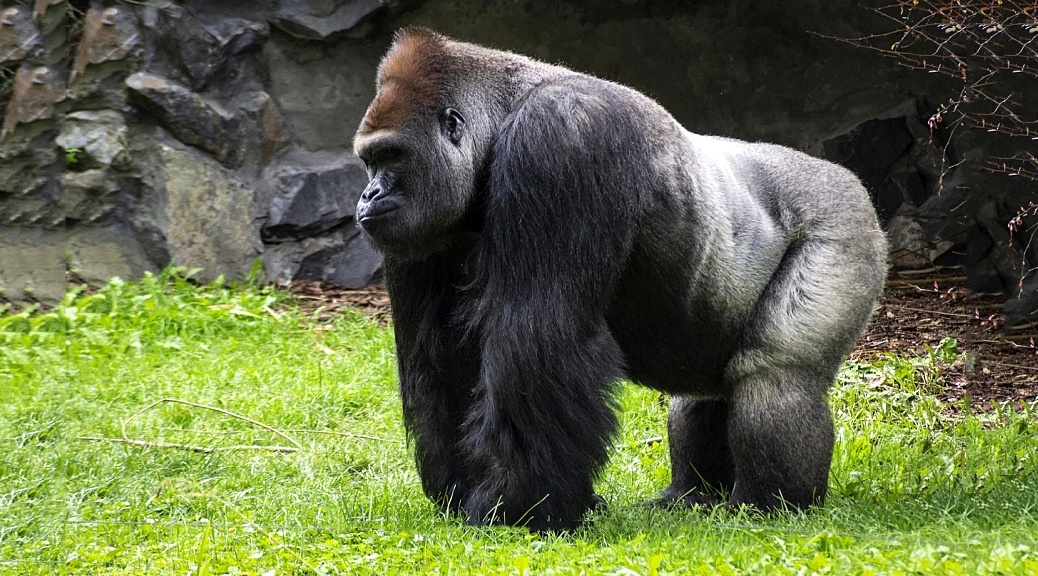 Risk Parity Gorilla