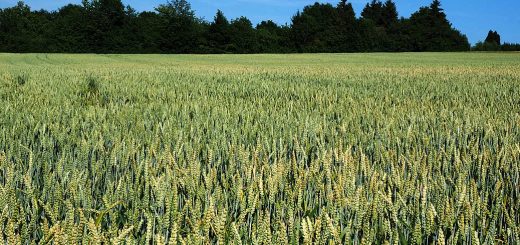 Stock Screeners November 2021