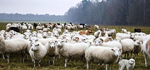 Weekly Roundup 211115