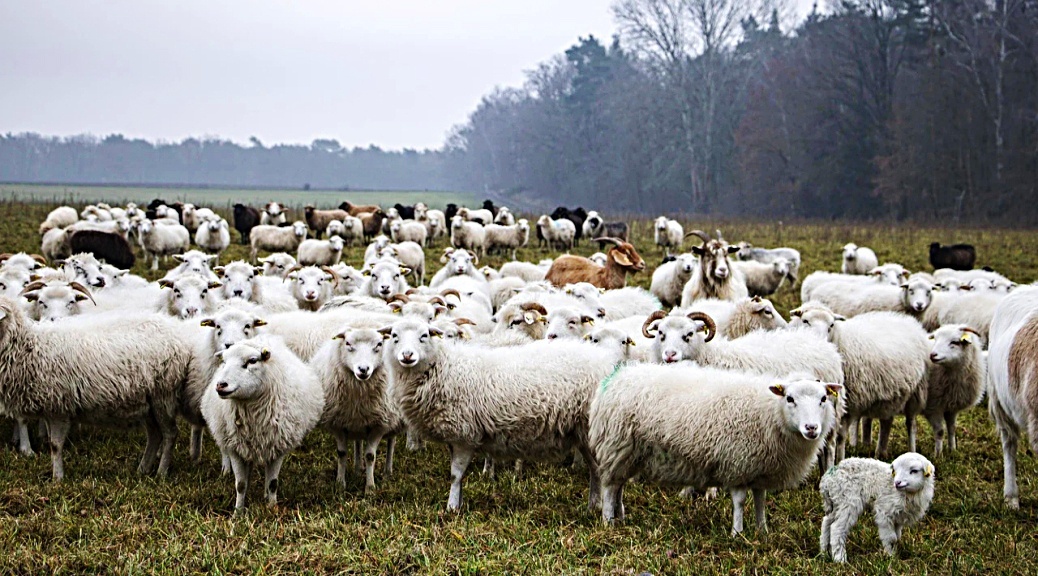 Weekly Roundup 211115