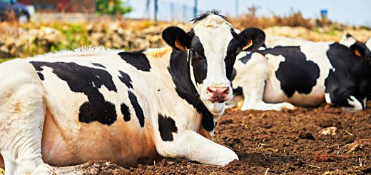 Weekly Roundup 211129