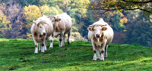 Weekly Roundup 211206