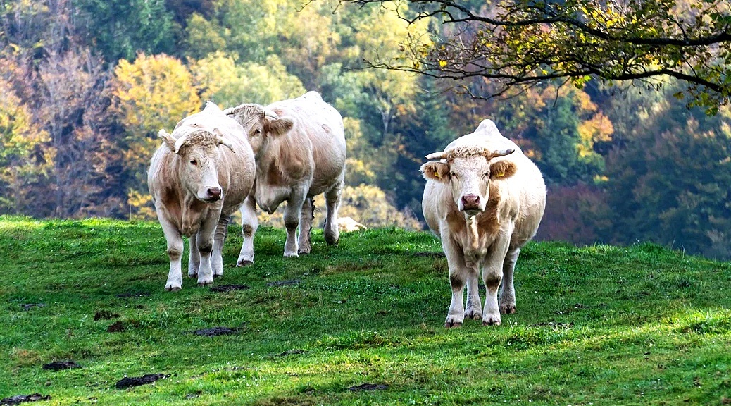 Weekly Roundup 211206