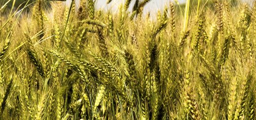 Stock Screeners December 2021