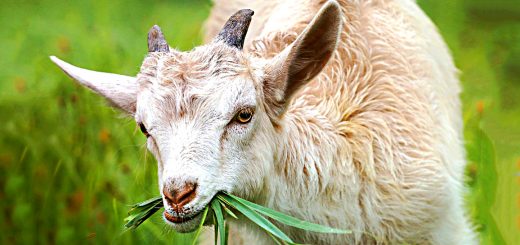 Weekly Roundup 211227