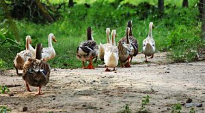 A Year of Trend Following (A Year of Trend-Following)