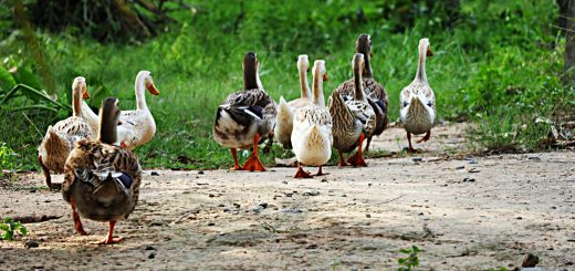 A Year of Trend Following