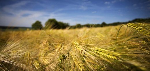 Stock Screeners January 2022