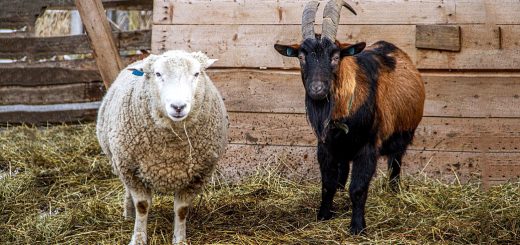 Weekly Roundup 220117