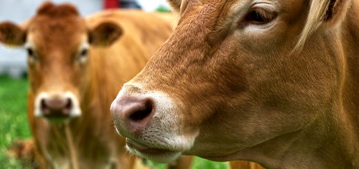 Weekly Roundup 220131