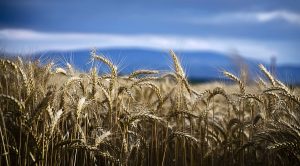 Stock Screeners February 2022 (Stock Screeners February 2022)