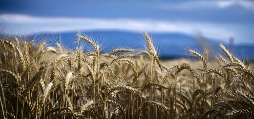 Stock Screeners February 2022