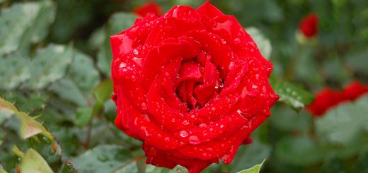 Underestimating the Red Queen