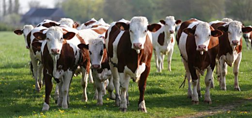 Weekly Roundup 220214