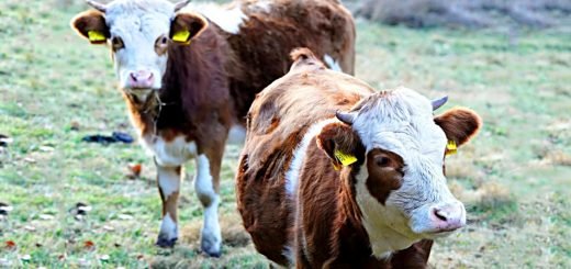 Weekly Roundup 220221