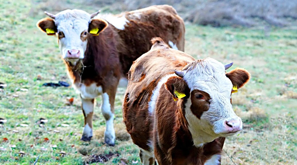 Weekly Roundup 220221