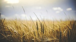 Stock Screeners March 2022 (Stock Screeners March 2022)