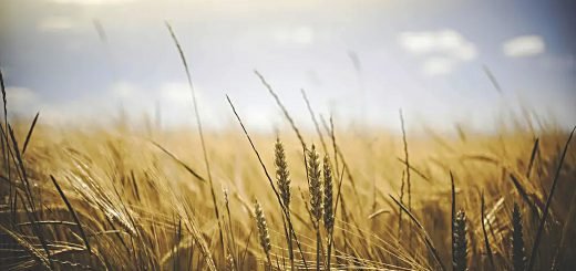 Stock Screeners March 2022