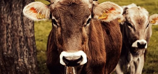 Weekly Roundup 220321