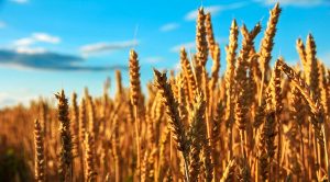 Stock Screeners April 2022 (Stock Screeners April 2022)