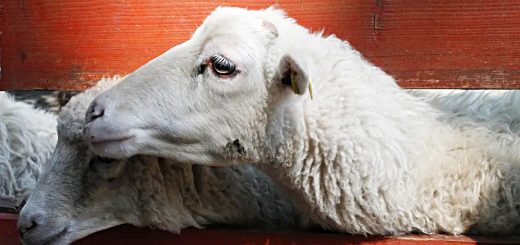 Weekly Roundup 220411