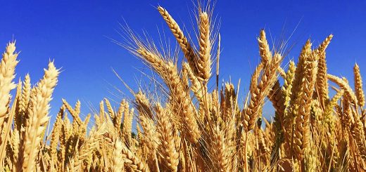 Stock Screeners May 2022