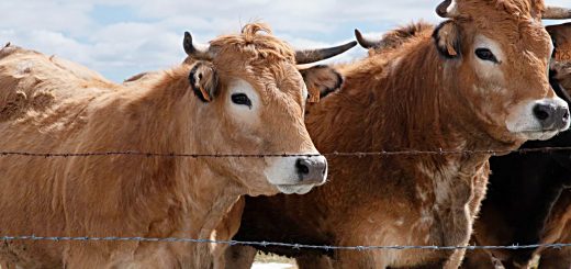 Weekly Roundup 220509