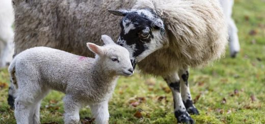 Weekly Roundup 220516