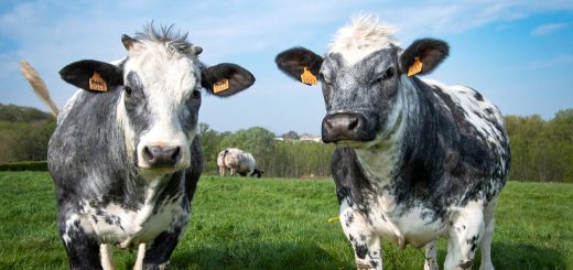 Weekly Roundup 220526