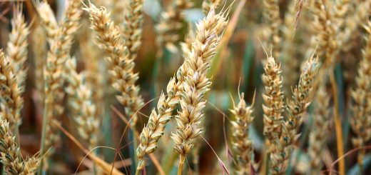 Stock Screeners June 2022