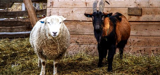 Weekly Roundup 220606