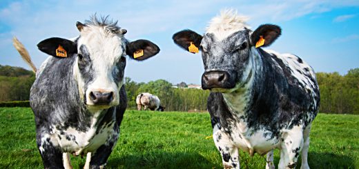 Weekly Roundup 220613