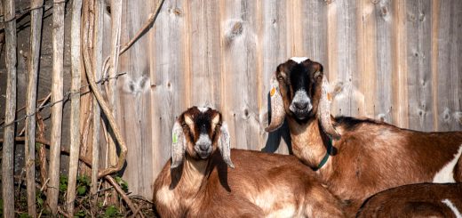 Weekly Roundup 220704