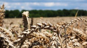 Stock Screeners July 2022 (Stock Screeners July 2022)