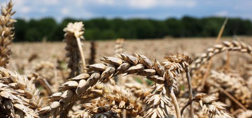 Stock Screeners July 2022