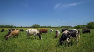 Weekly Roundup 220711 (Weekly Roundup, 11th July 2022)