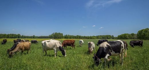 Weekly Roundup 220711