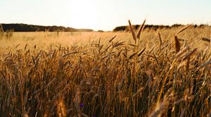 Stock Screeners August 2022 (Stock Screeners August 2022)