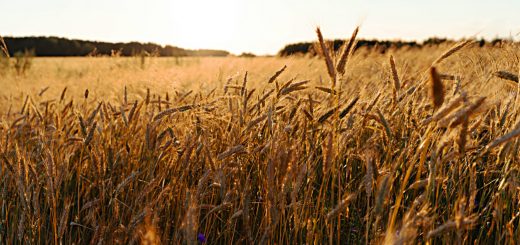 Stock Screeners August 2022