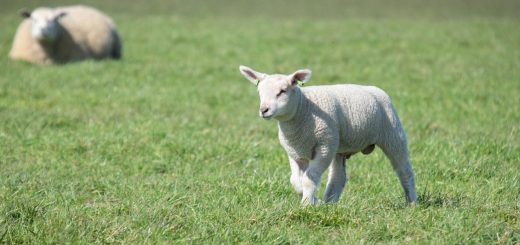 Weekly Roundup 200815