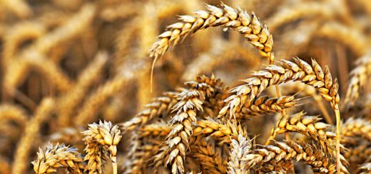 Stock Screeners October 2022