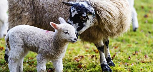 Weekly Roundup 221107